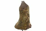 Fossil Dinosaur Scapula Section w/ Metal Stand - South Dakota #331138-3